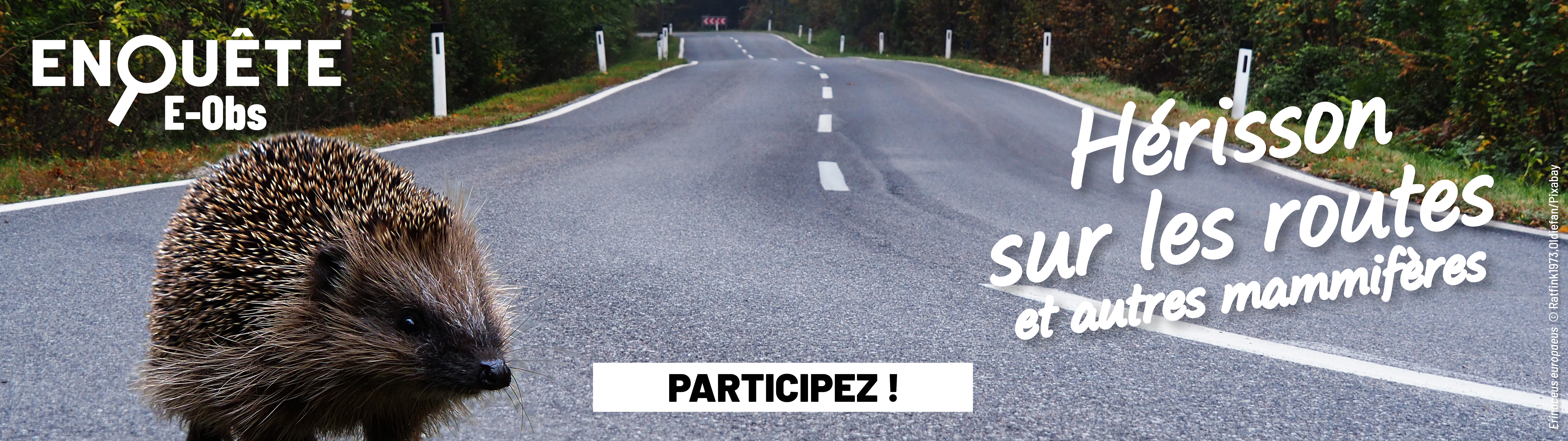 Enquête Hérisson sur les routes