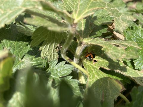 Coccinella septempunctata