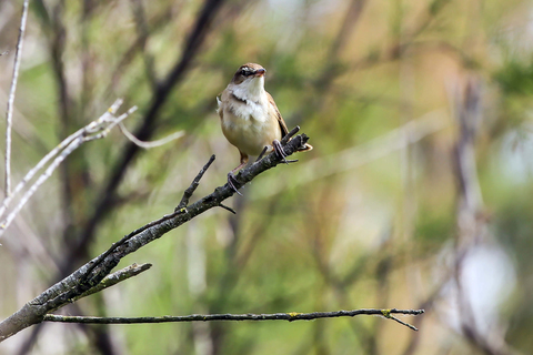 Acrocephalus arundinaceus