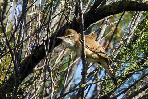 Acrocephalus arundinaceus