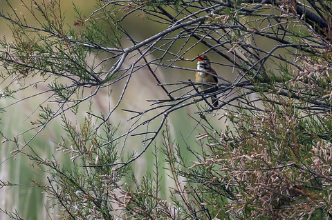 Acrocephalus arundinaceus