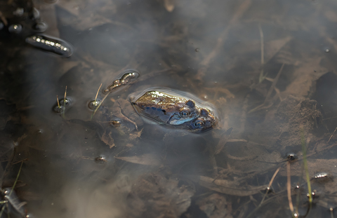 Amplexus grenouilles rousses