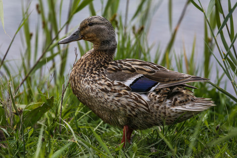 Anas platyrhynchos