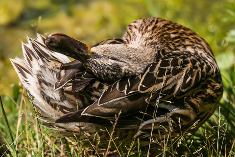 Anas platyrhynchos