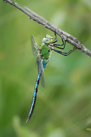 Anax empereur (Anax imperator)