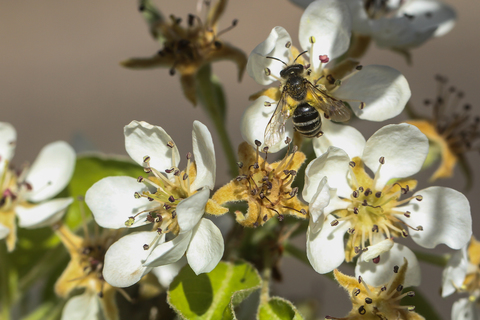 Apis mellifera, l'Abeille domestique