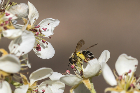 Apis mellifera, l'Abeille domestique