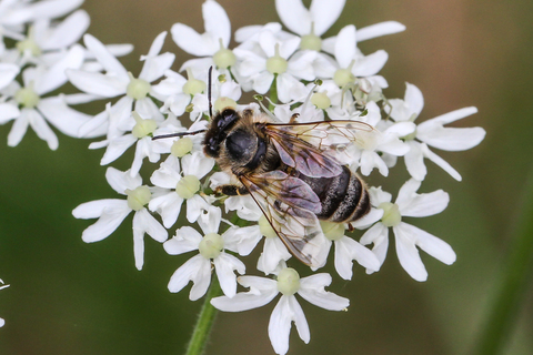 Apis mellifera, l'abeille européenne