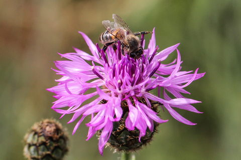 Apis mellifera