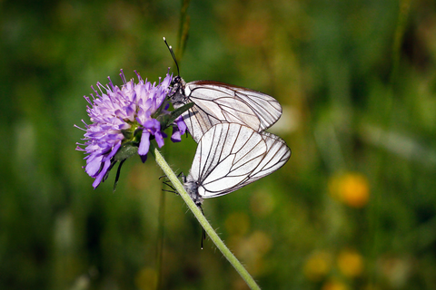  Aporia crataegi in copula