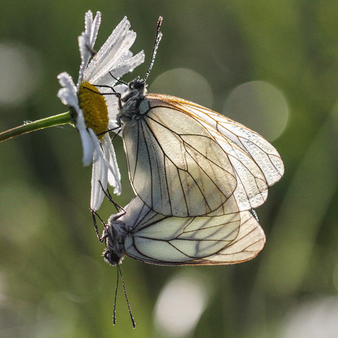 Aporia crataegi, le Gazé (in copula)