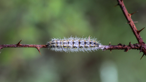 Aporia crataegi, le Gazé, la Piéride de l'aubépine