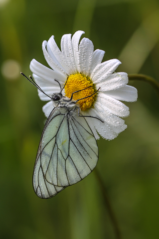 Aporia crataegi, le Gazé