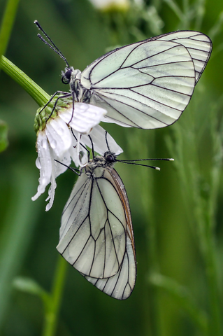 Aporia crataegi, le Gazé