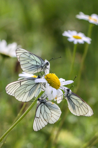 Aporia crataegi, le Gazé