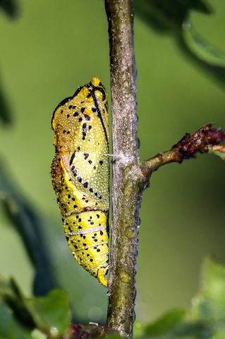 Aporia crataegi, le Gazé