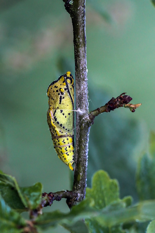 Aporia crataegi, le Gazé