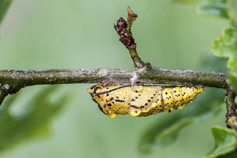 Aporia crataegi, le Gazé