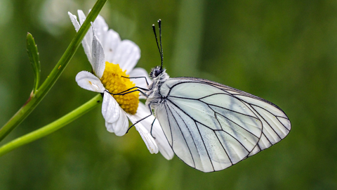 Aporia crataegi, le Gazé