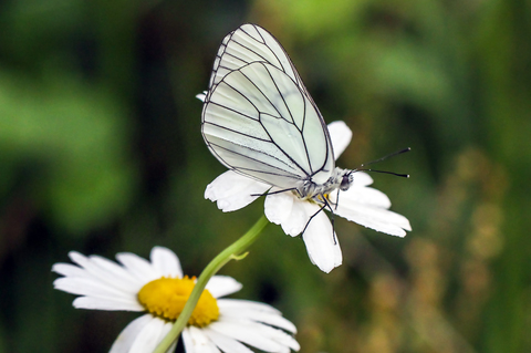 Aporia crataegi, le Gazé