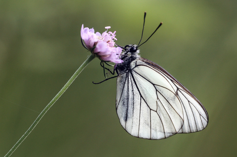 Aporia crataegi