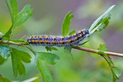 Aporia crataegi