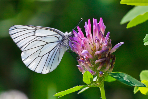 Aporia crataegi