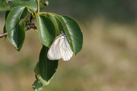 Aporia crataegi