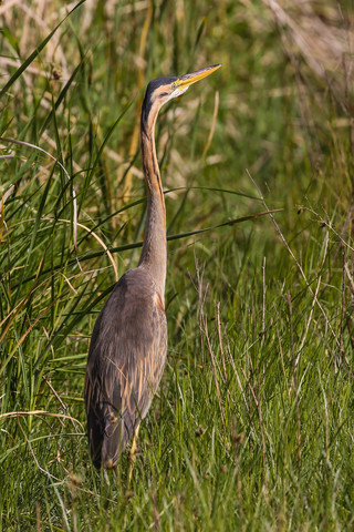 Ardea purpurea