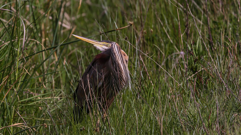 Ardea purpurea