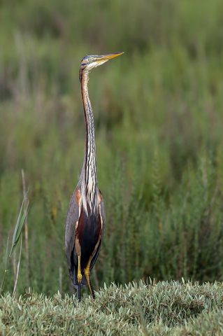 Ardea purpurea