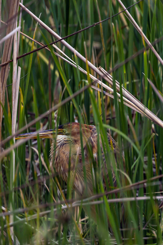 Ardea purpurea