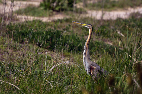 Ardea purpurea