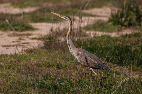 Ardea purpurea