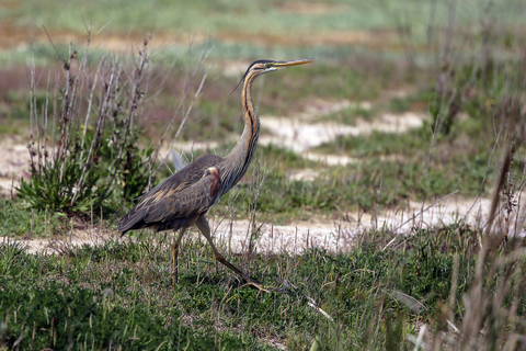 Ardea purpurea