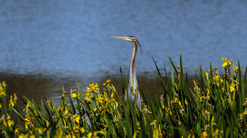 Ardea purpurea