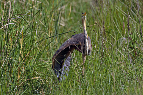 Ardea purpurea