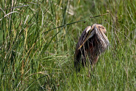 Ardea purpurea