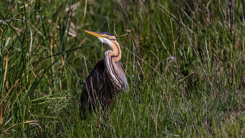 Ardea purpurea