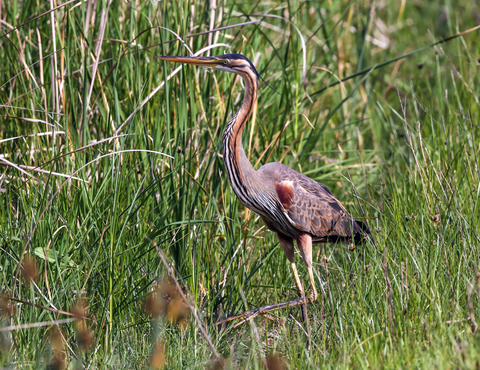 Ardea purpurea