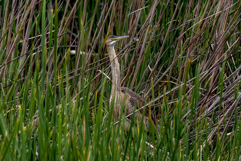 Ardea purpurea