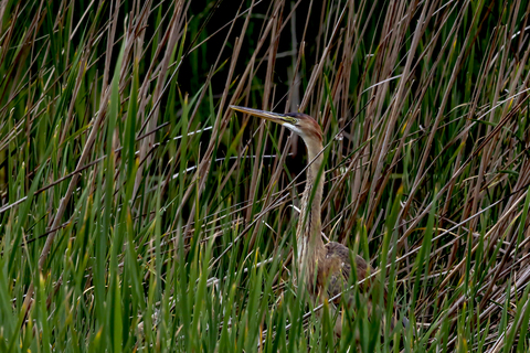 Ardea purpurea