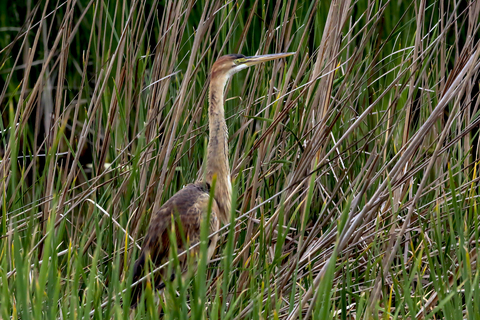 Ardea purpurea