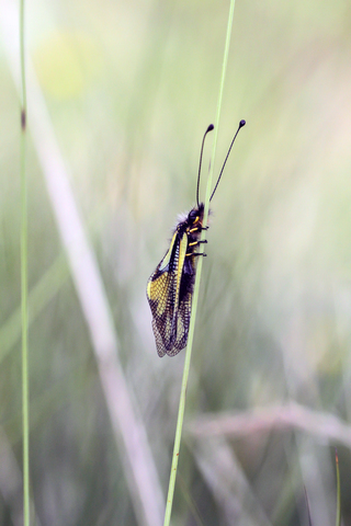 Ascalaphe soufré - Libelloides coccajus