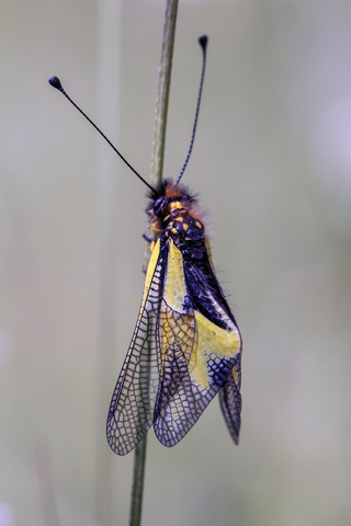 Ascalaphe soufré - Libelloides coccajus