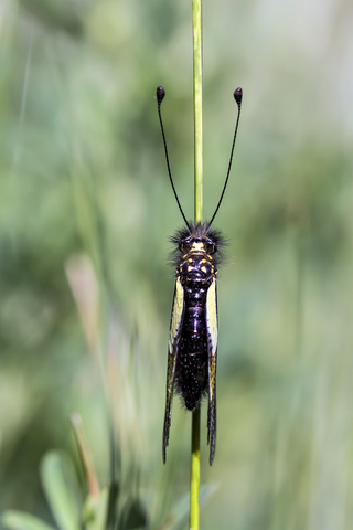 Ascalaphe soufré - Libelloides coccajus