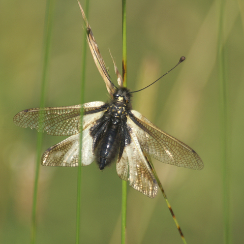 Ascalaphe soufré