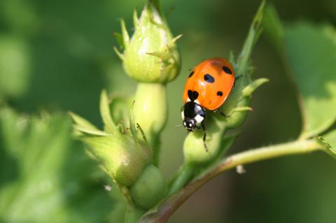 Coccinella septempunctata