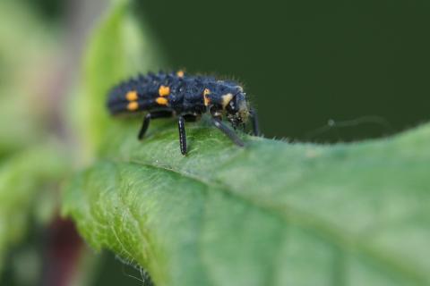 Coccinella septempunctata