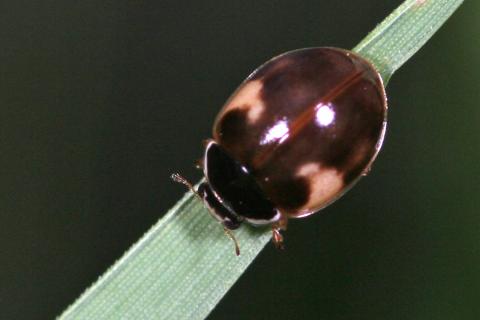 Adalia decempunctata 